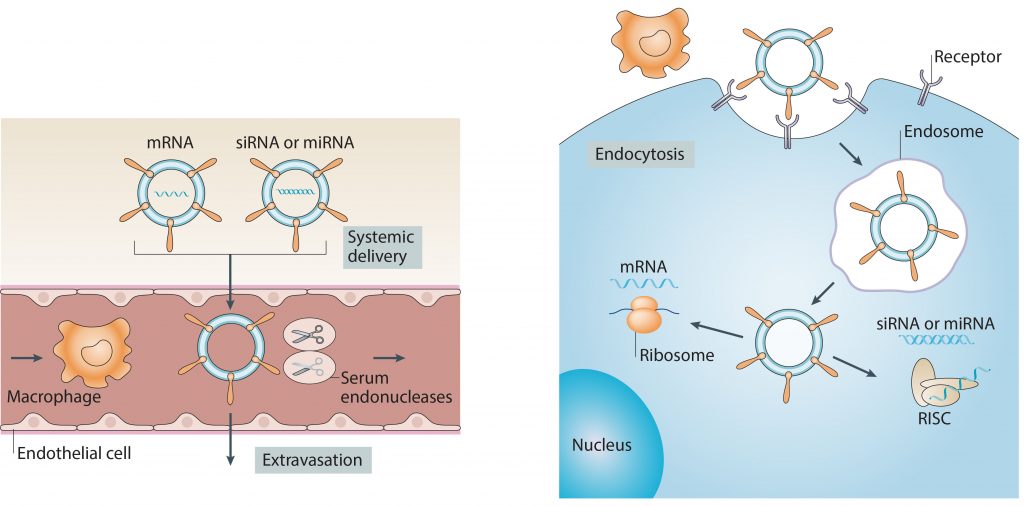 RESEARCH – MITCHELL LAB